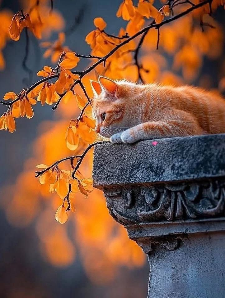 Have a blessed week, my wonderful friends! 🩷❤️💙🙏🐈🌟#Loveanimals #AIArtCommuity #GoodVibesOnly #BeKind #NaturePhotography #alart #Ai #Grateful #CatsLover