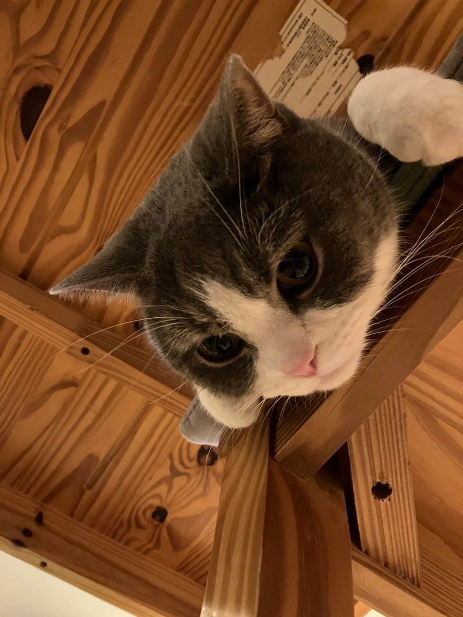 見下ろす猫を見上げる喜び🐈 #ねこかわいいね #猫好きさんと繋がりたい