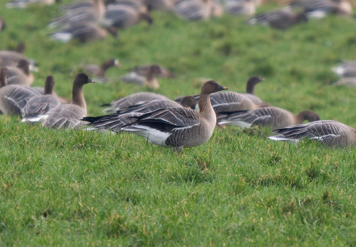 Paul Slade tweet media