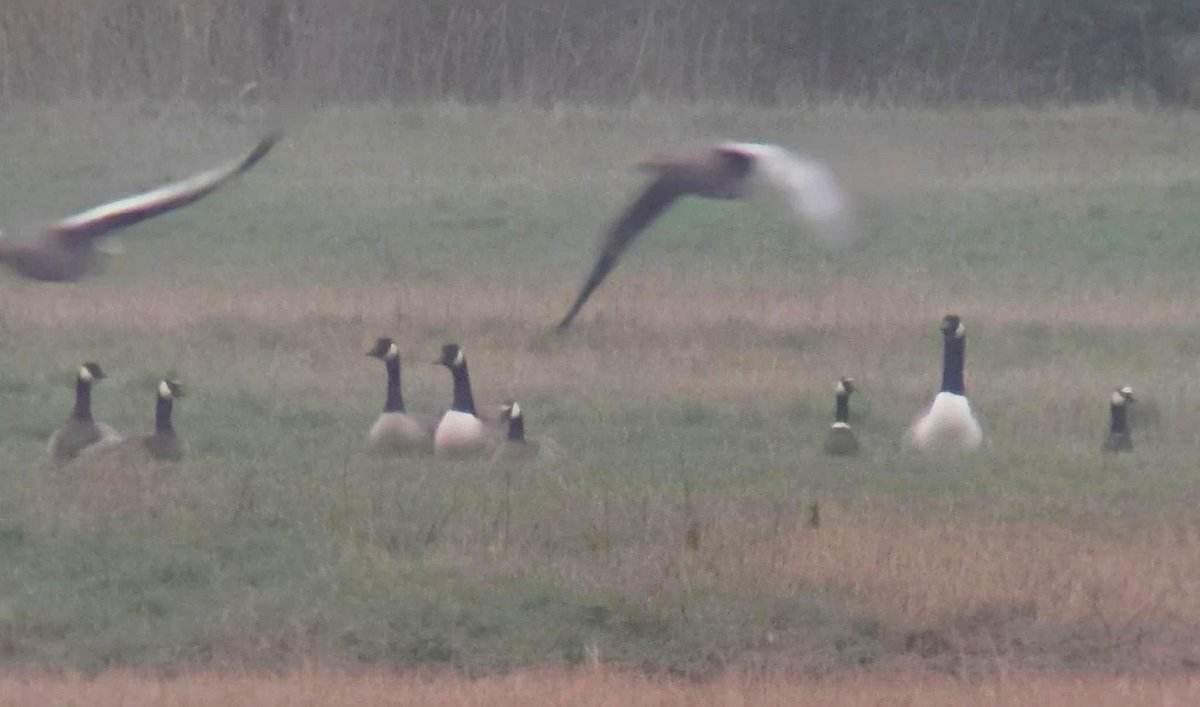 Daniel Langston tweet media