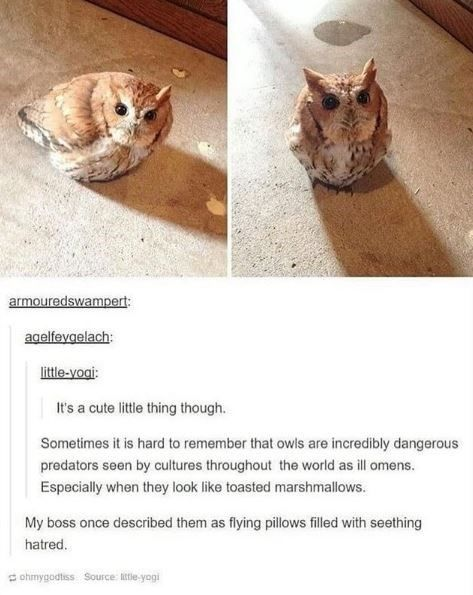 WholesomeMeme's tweet photo. https://t.co/A6dvJC0d45