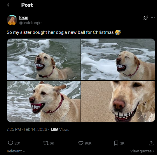 AshNoirX's tweet photo. This dog has been going super viral on X over the passed 12 hours  
This hilarious photo of him carrying a ball that looks like iced out grillz has made him become a huge meme online  
Check the comments, loads of users are already memeing him  
$ICED 
Dex at 20k

https://t.co/uBFPfEKAJH