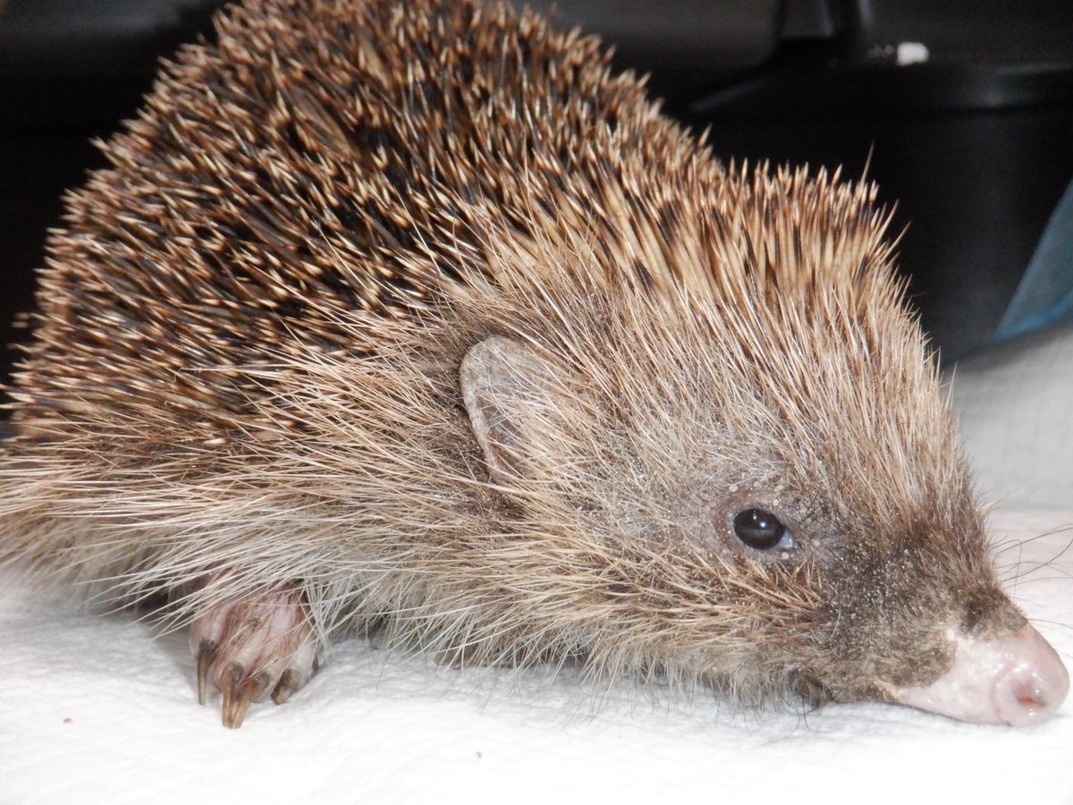 Hedgehog Cabin tweet media