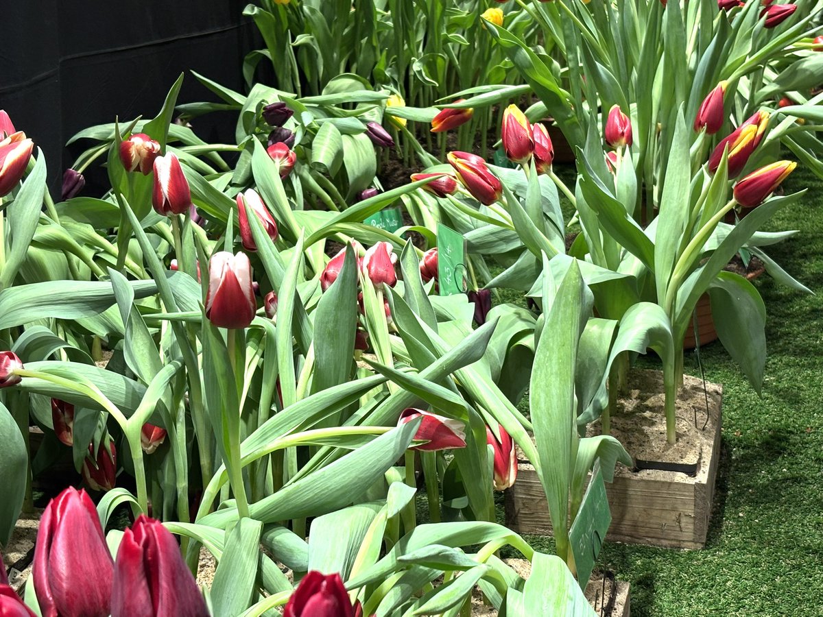 Wesley Boots tweet media