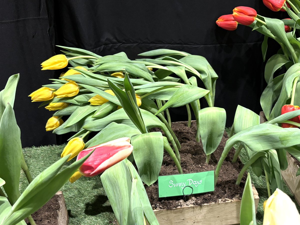 Wesley Boots tweet media