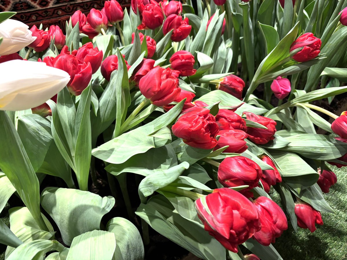 Wesley Boots tweet media