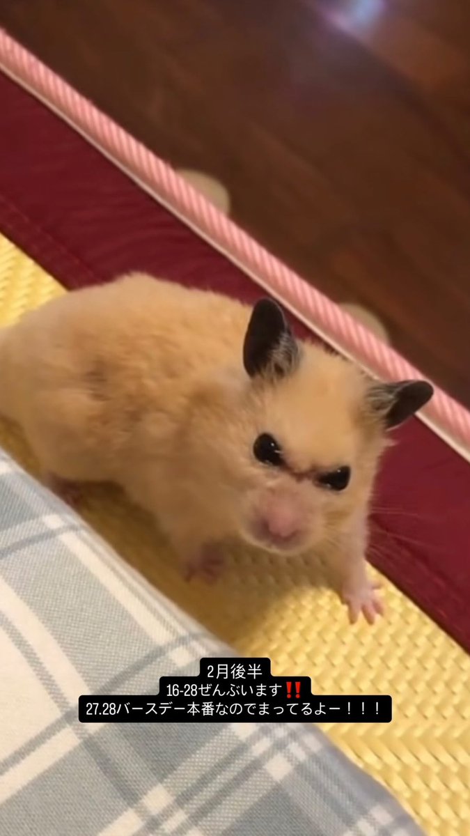 ねむ (@nemu_zange) / Posts / X