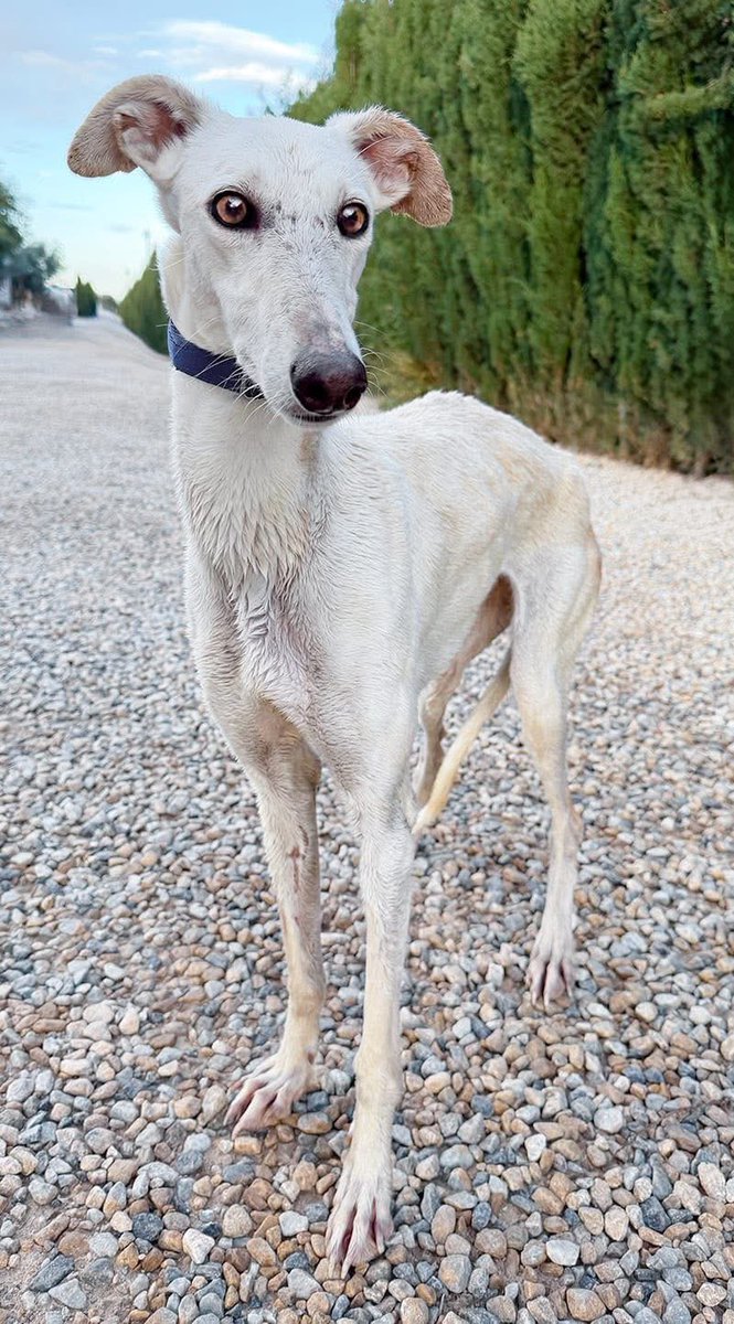 GalgosdelSol's tweet photo. Tulip is the beautiful white girl that had to be trapped with another three all in one go. 
She was limping but good news, it was just an injury to her pads and she fine. 
Approx 4yrs old, shy but comes around, this lovely girl needs a home ♥️ https://t.co/ZeVdCpq0lr
