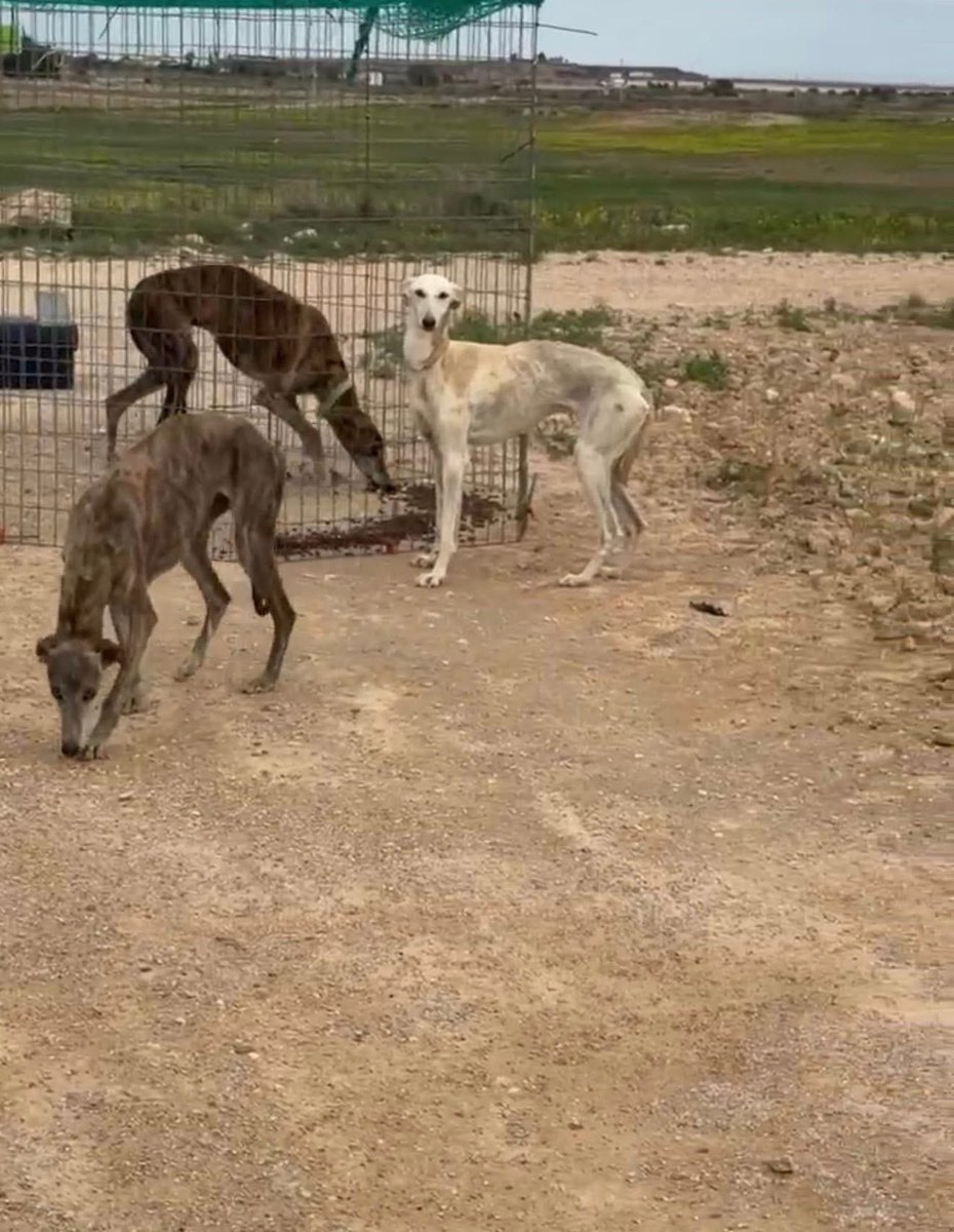 GalgosdelSol's tweet photo. Tulip is the beautiful white girl that had to be trapped with another three all in one go. 
She was limping but good news, it was just an injury to her pads and she fine. 
Approx 4yrs old, shy but comes around, this lovely girl needs a home ♥️ https://t.co/ZeVdCpq0lr