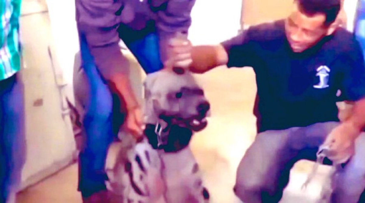 A must-watch documentary!

Palestinian Muslim families—including small children—spend time together hunting stray dogs, cats, sea turtles, and other animals just to torture them to death, conditioning the young children to inflict pain and draw blood.

Sadly, far too many in the