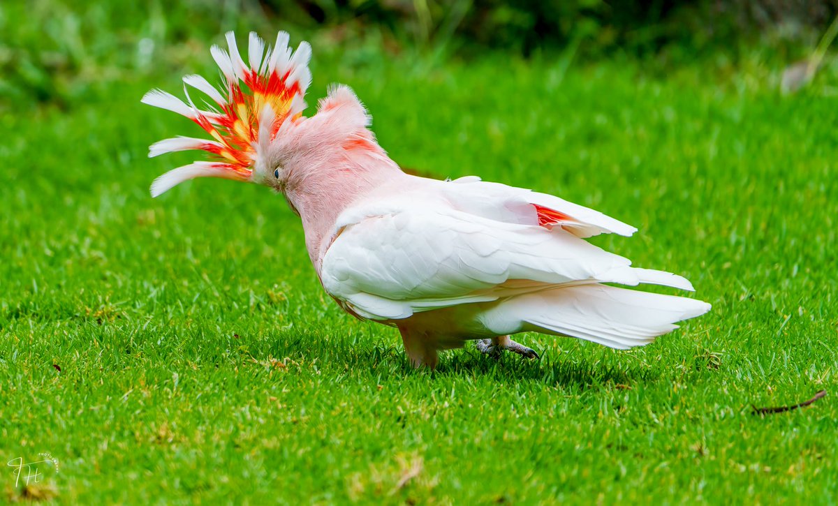The pink cockatoo (Cacatua leadbeateri), also known as Major Mitchell's cockatoo or Leadbeater's cockatoo