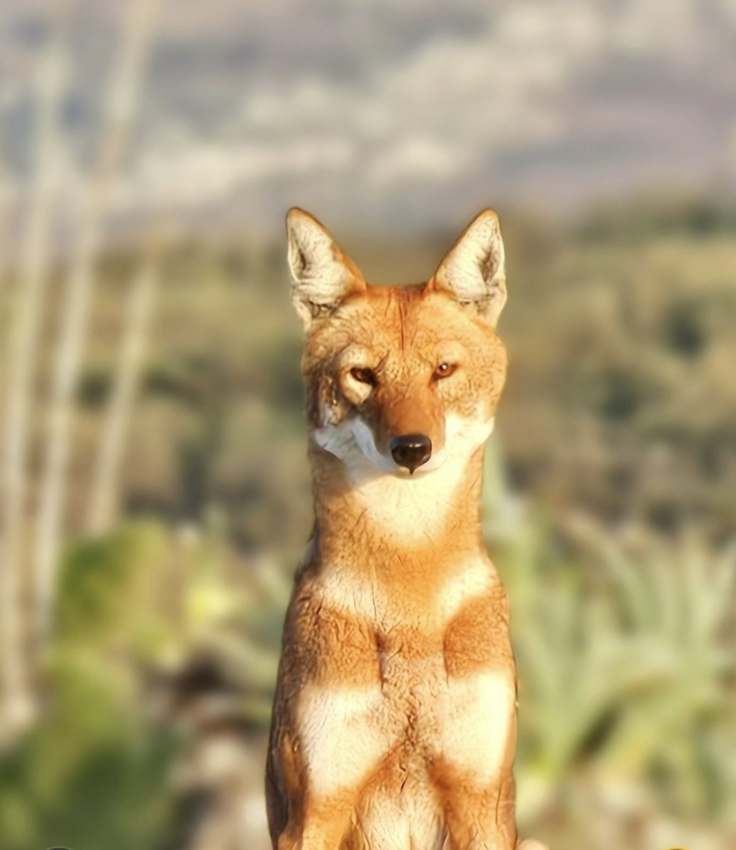 Abdi Samune tweet media