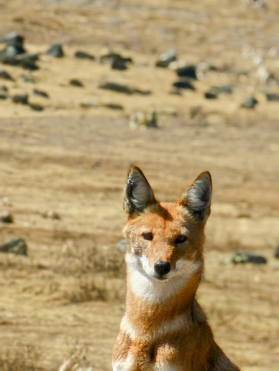 Abdi Samune tweet media