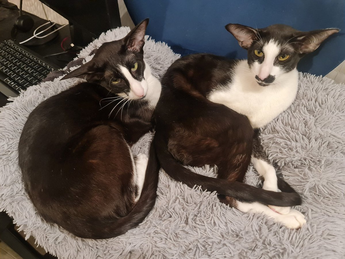 Dmitry G tweet media