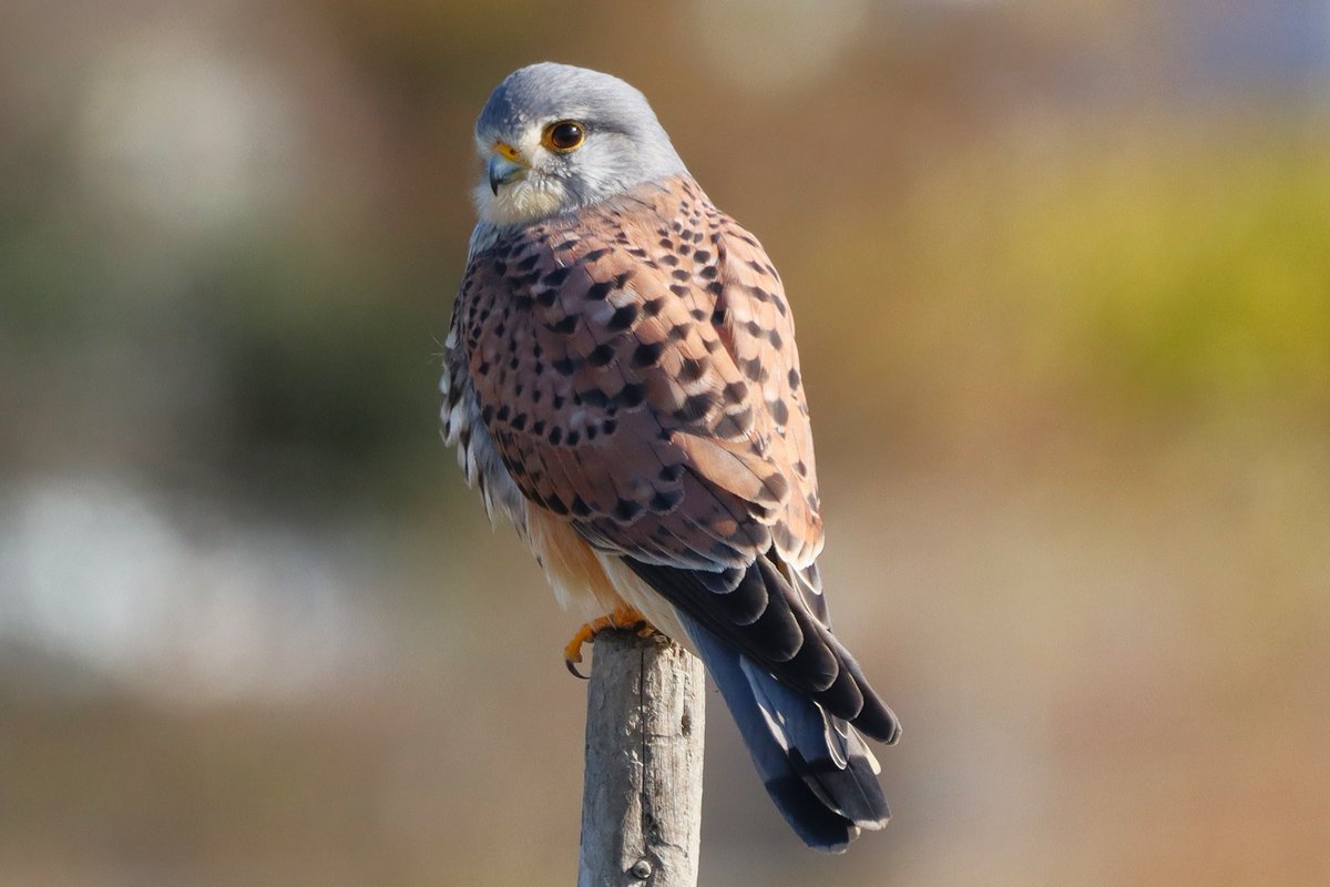 寒さもようやく緩んできました。

#日本野鳥の会ひょうご の2026年３月の探鳥会（野鳥観察会）のご案内はこちらです。
　　　　　　　　　　↓
wbsj-hyogo-2.sakura.ne.jp/event/mar2026/

会員・非会員を問わず、どなたでもご参加いただけます。１部、事前申込制の探鳥会もありますので、ご注意ください。