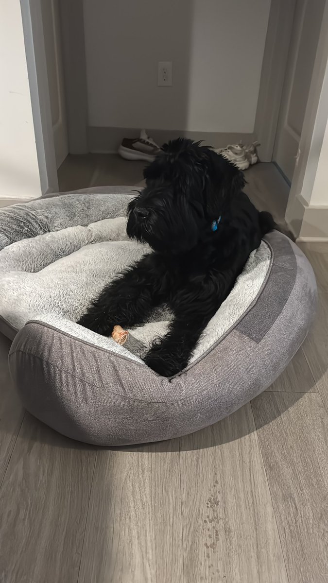 blizz_blake's tweet photo. Does anyone know a groomer and Columbia South Carolina? Please hit me up if you know of one. https://t.co/fMhHi5OuAs