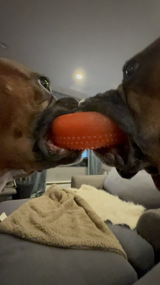 They are just playing. This treat is the best one!  

#boxerpuppy #boxerdogs #boxerlife 
#boxerlovers #boxersrock #boxersoftwitter #boxerdogsoftwitter #dogsoftwitter #dogsofx