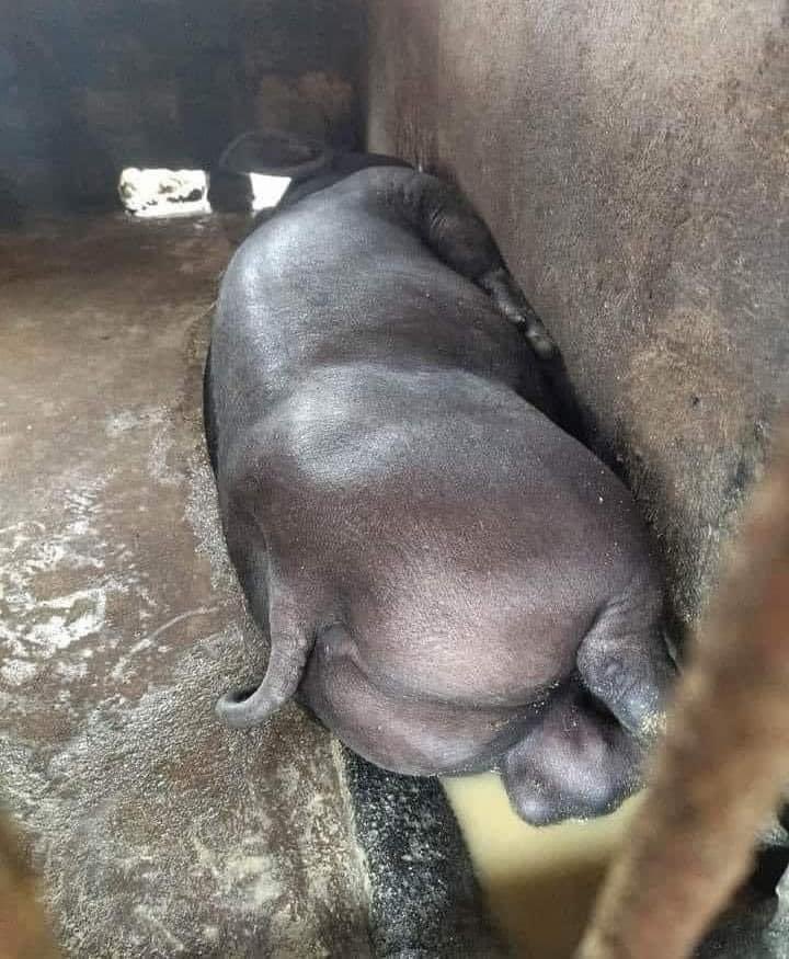 Sit this one out please madam Pumba