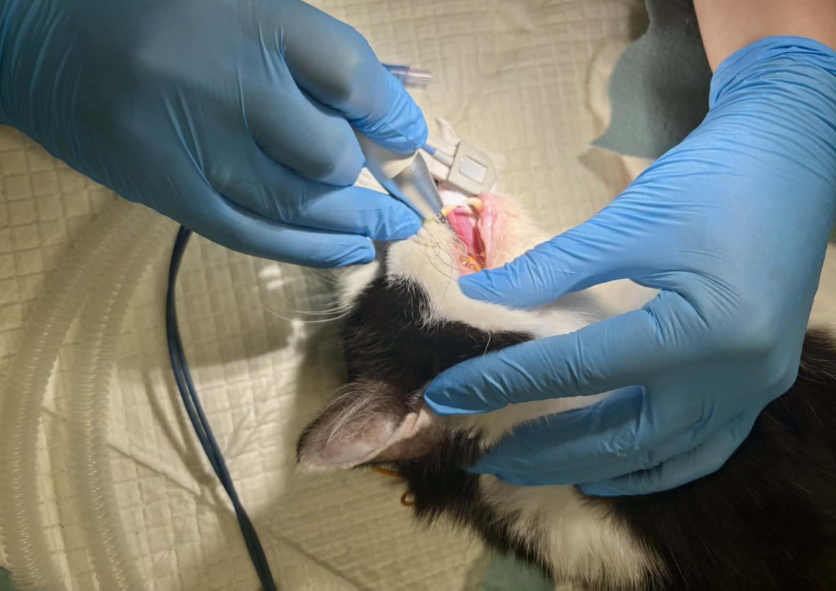 Boguś potrzebuje pomocy 🙏 
A na zbiórce 0 zł 💔 

Proszę wesprzyjcie 🙏
Podajcie dalej ❤️ 
ratujemyzwierzaki.pl/bogi-felineus