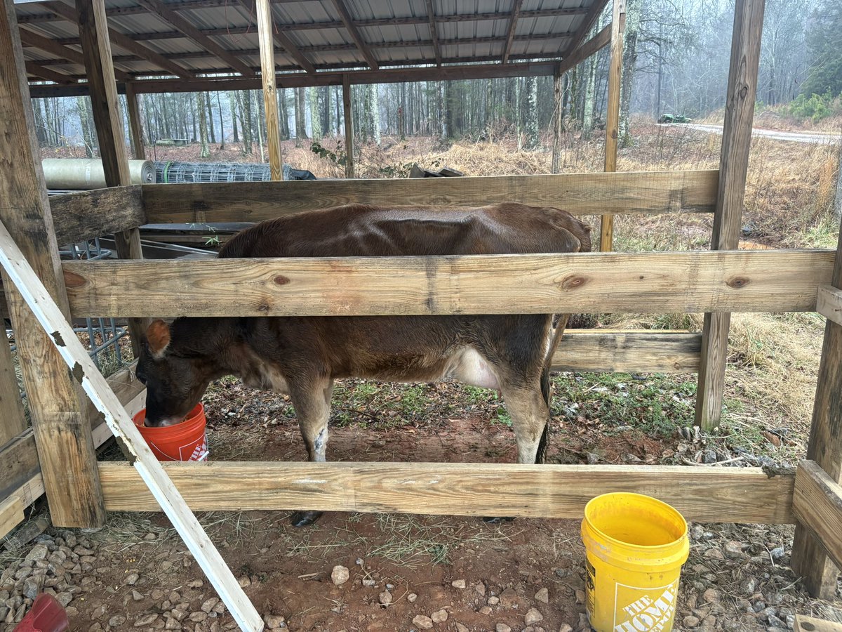 Making milk in the rain