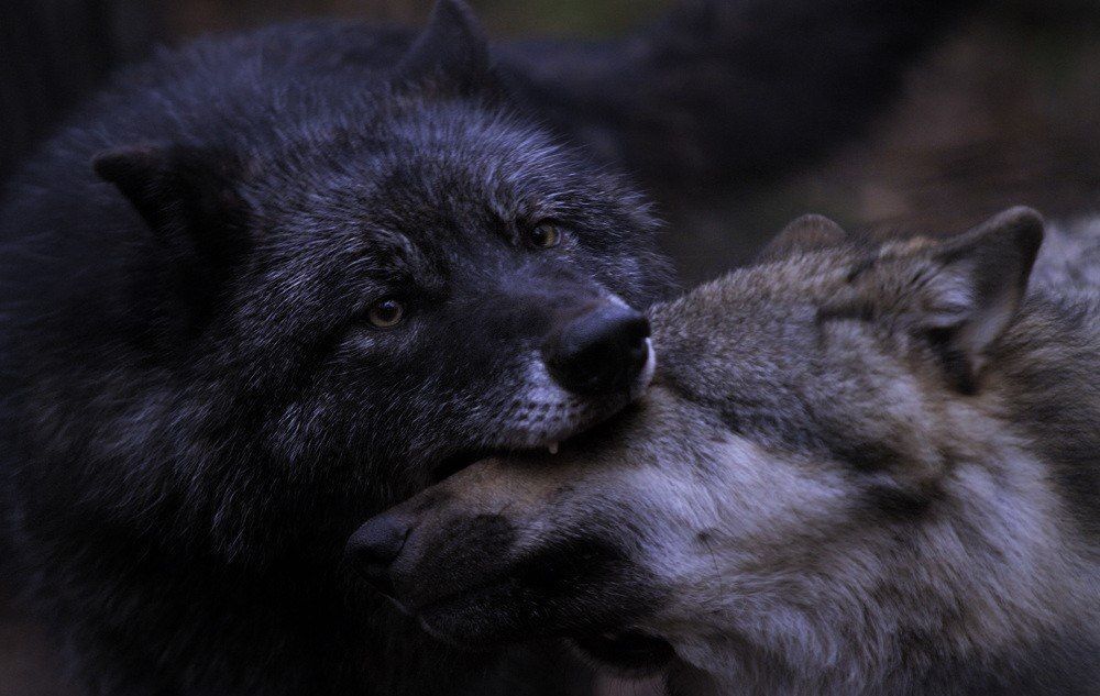 Some Kind of Wolf (@jimmybelvins) on Twitter photo 