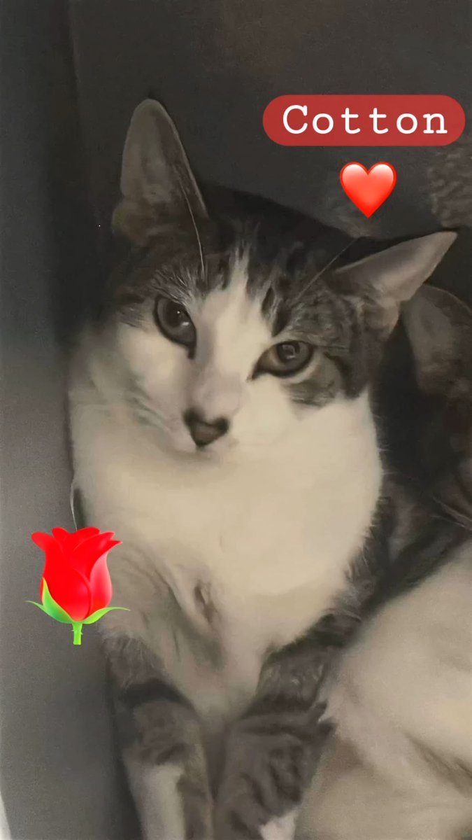 Cupid's arrow landed right on this baby girl's nose! 

A 9 month old tabby - heart nose filled with love!

She would cherish a family that would give her a warm safe place with lots of toys.

This sweetheart enjoys the company of other cats too!

📍 Petsmart - W. Long Branch, NJ