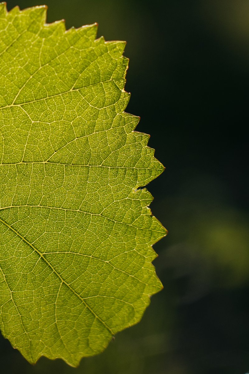 Sutherland Vineyards tweet media