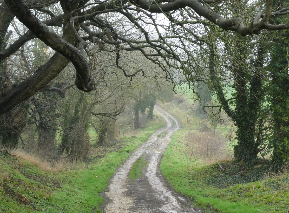 beatricegroves1's tweet photo. My favourite drovers' road, looking so atmospheric in the rain, with the fantastically witchy boughs of horse chestnut above🌳
These are high-hedged, ancient routes for walking cattle between summer and winter pasture💚 https://t.co/WUcJn5oLUh