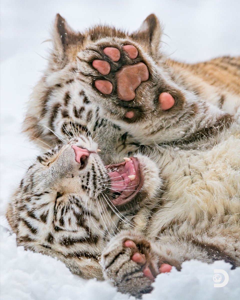 🌎 Discovery Channel tweet media