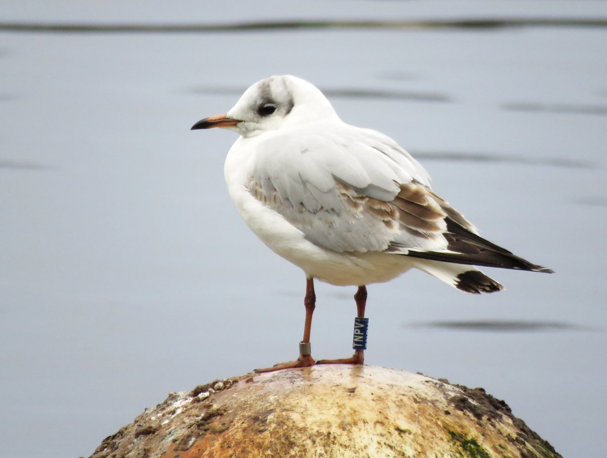 scottblack72's tweet photo. Quick walk round Lanark Loch this morning produced 2 BHG darvics only my 2nd and 3rd of the winter at this location, ringed birds way down this year. Red ring will be a local Clyde RG bird but blue one looks to be Polish. @Clydebirding https://t.co/sK1ZrhV1ge