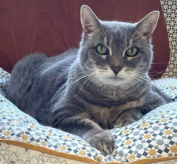👉🏽SENIOR ALERT🙏🏽PLZ SHARE
💙Beautiful, Sweet #Senior Gray #Tabby Kitty "BELLA"💙
😿💔Her Owner Passed Away
📣Needs A New, Quiet #FureverHome🏡
▶️petfinder.com/cat/bella-ca15…
🙏🏽#AdoptDontShop #AdoptMe
#SanFrancisco, #CA #NorCal #SpecialNeeds
#SavingGraceRescueInc #RehomeHour #US #Cat