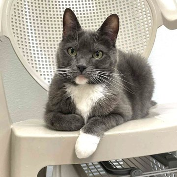 👉🏽SENIOR ALERT🙏🏾PLEASE SHARE
🌷Shy, Sweet 14YO #Senior Gray/Blue &amp; White Kitty "BELLA"🌷
📣Needs A Patient, Loving🏠 #FureverHome🏠
▶wecareanimalrescue.org/adoptable-cats…
🙏🏽 #Adopt #AdoptDontShop #AdoptASeniorCat
#StHelena, #CA #Norcal #NapaValley
<a href="/wecare_rescue/">WeCareAnimalRescue</a> #RehomeHour #US #Cats