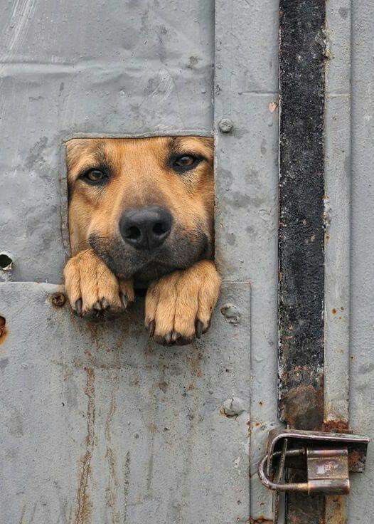 💖 (@twaniimals) on Twitter photo 