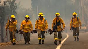 Col Ing. Forestales tweet media