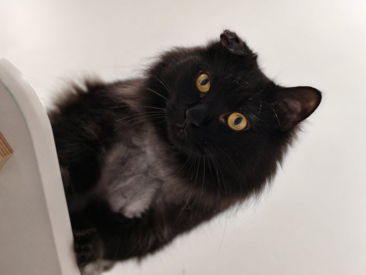 Fadeevator's tweet photo. Мой котик Автобус резко и без каких-либо предварительных симптомов умер в ночь на 1 февраля. У него были проблемы с почками, но это было похоже на сердечку - упал и не встал. Шесть лет всего ему отведено было, надеюсь он был счастлив. 
Берегите своих ушастых и погладьте за меня. https://t.co/fW76GljpWB