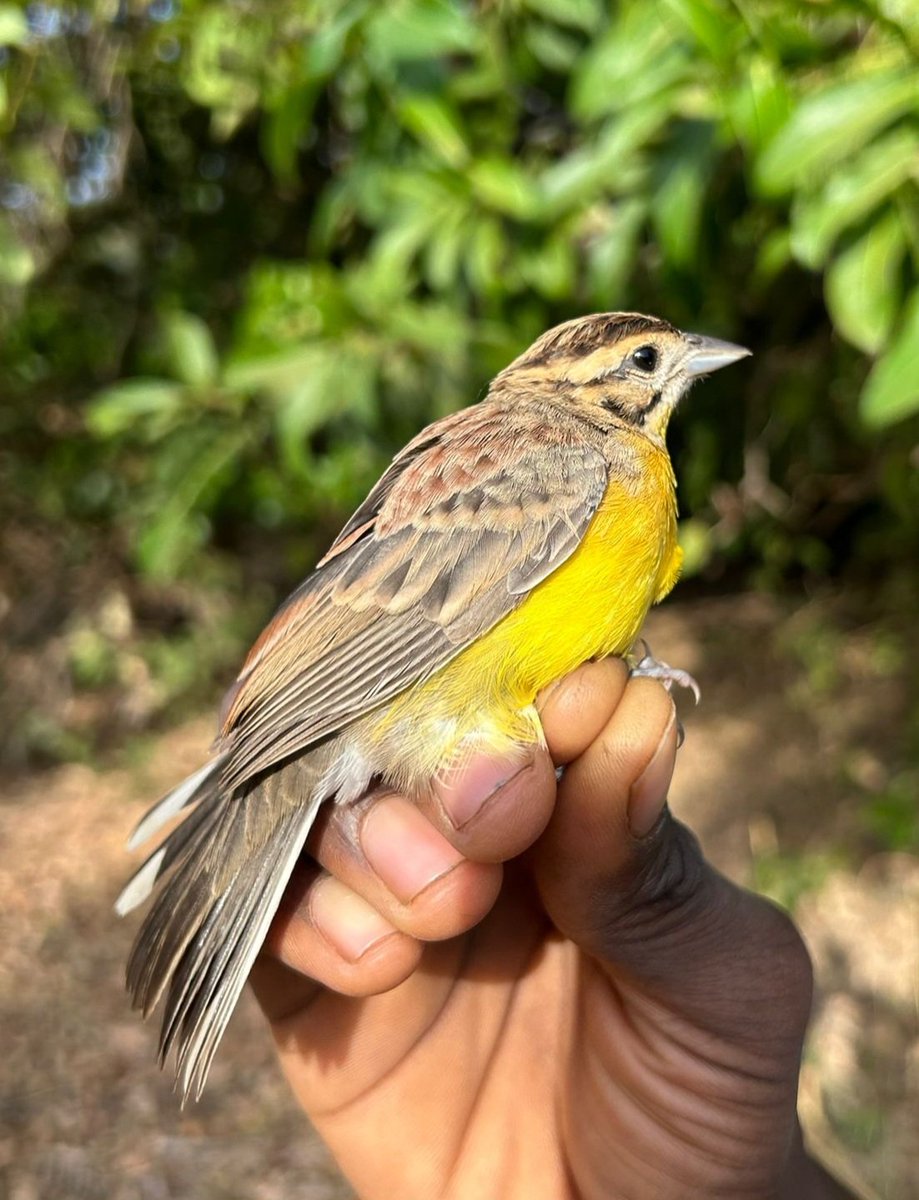 Kartong Bird Observatory 🇬🇲 tweet media