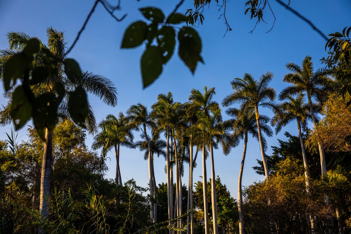 Bahidora's tweet photo. Vibremos juntos bajo el cielo de Bahidorá. Una experiencia que solo existe aquí 🌴 https://t.co/7nJSjBHLXM