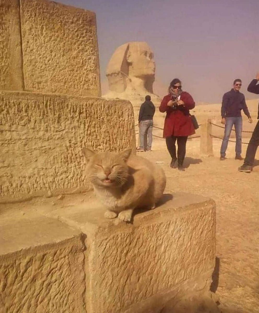 Punch Cat (@punchingcat) on Twitter photo 