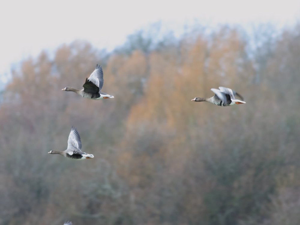 Alan_HP_Notts tweet media