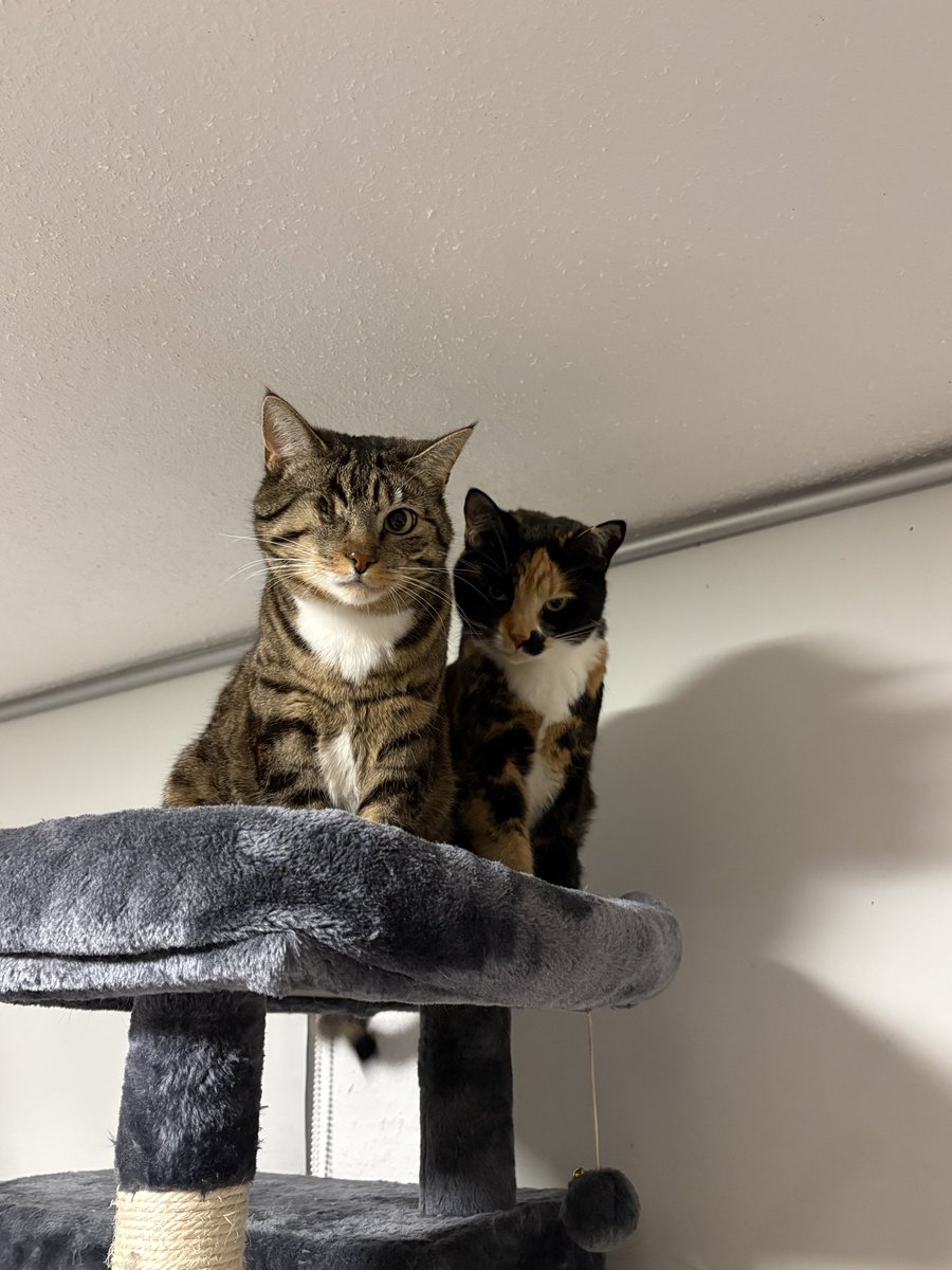 alicia. 🌮 tweet media