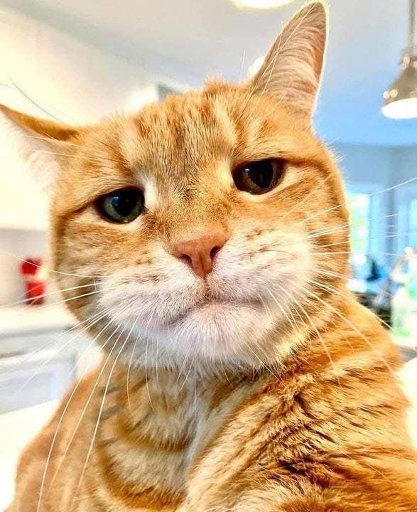 Cats That Look Like Middle Aged Men's Facebook Profile Photos (An Occasional Series)
