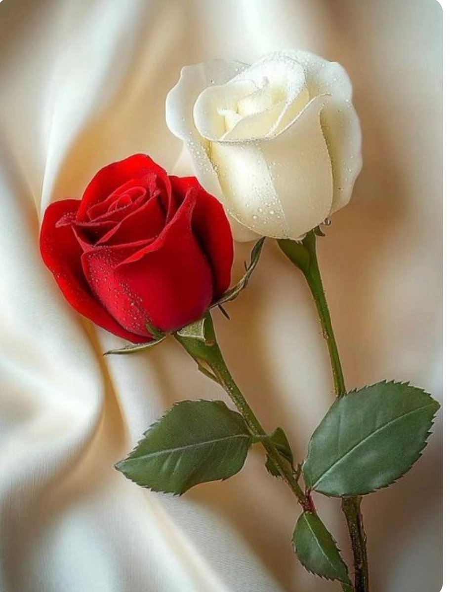 *الأخلاق*  هيا الروح التي لا تموت بعد الرحيل
اللهم آهدنا الي احسن الأخلاق فأنه لا يهدي اليها سواك
🌹🌹🌹🌹