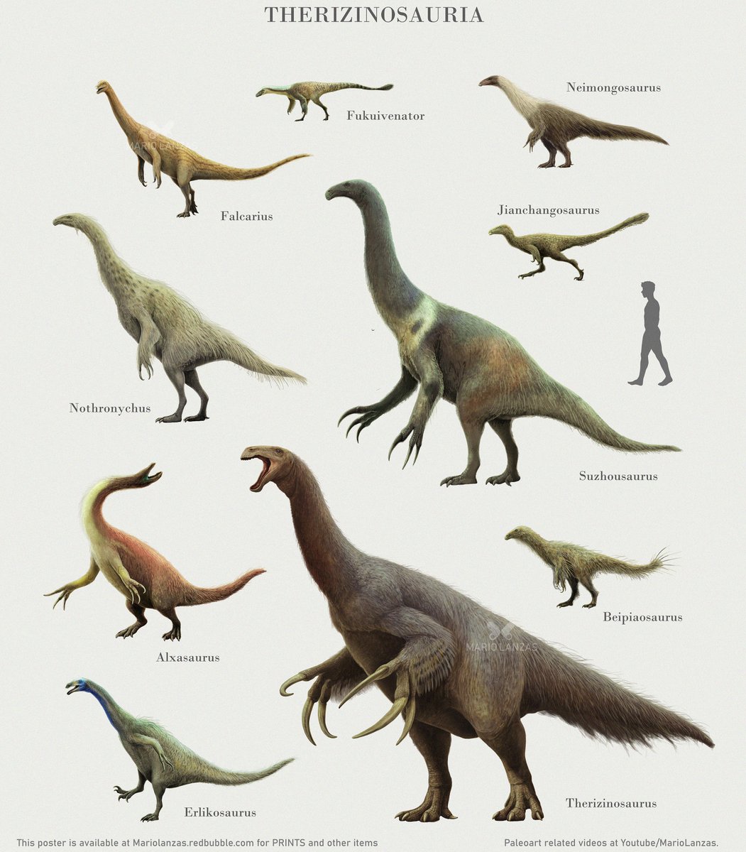 THERIZINOSAURIA, from the video: youtube.com/watch?v=Y77UXe… dedicated to this lineage of strange dinosaurs. 🔱This poster is now also available for prints and other items at Mariolanzas.redbubble . com 🔱  #therizinosauria #therizinosaurus #falcarius #paleoart #dinosaurs