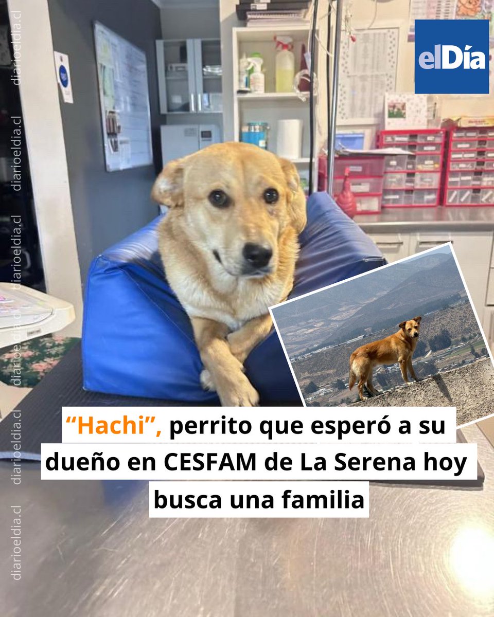 eldia_cl's tweet photo. 🐾 El perro permaneció por horas en el recinto de salud tras la muerte de su dueño #ElDíaInforma 👉https://t.co/weZ0HKMqTg https://t.co/4RkO3E09h1