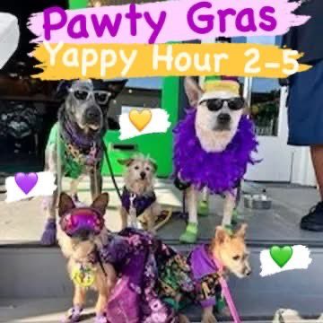 iggynib's tweet photo. 🐾 Get ready for Pawty Gras Happy Hour! Join us right after the Barkus &amp; Meowe Parade for a tail-wagging good time. Enjoy $1 off can ciders and cocktails, pup cups 2-5 PM plus $25 bottomless mimosas all day! Food by Trini Mike’s Island Time Kitchen. Let the good times roll! 🎭🐶 https://t.co/CY6mAuRKiY