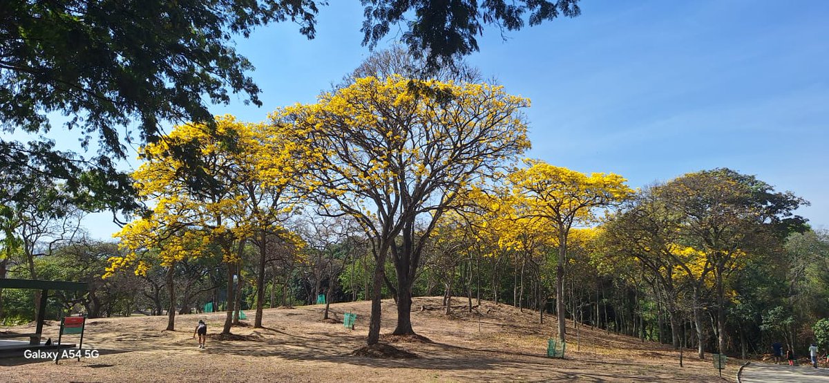Roberto Chacón tweet media