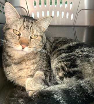 👉🏽SENIOR ALERT🙏🏾PLEASE SHARE
💝Shy, Sweet 10YO #Senior Brown #Tabby Kitty "MICK"💝
🔊Needs A Loving🏠#FureverHome🏠
▶️4 Info wecareanimalrescue.org/adoptable-cats…
🙏🏽#Adopt #AdoptDontShop #AdoptASeniorCat
#Napa #StHelena, #CA #Norcal #NapaValley
✅CATS <a href="/wecare_rescue/">WeCareAnimalRescue</a> #RehomeHour #US #Cats