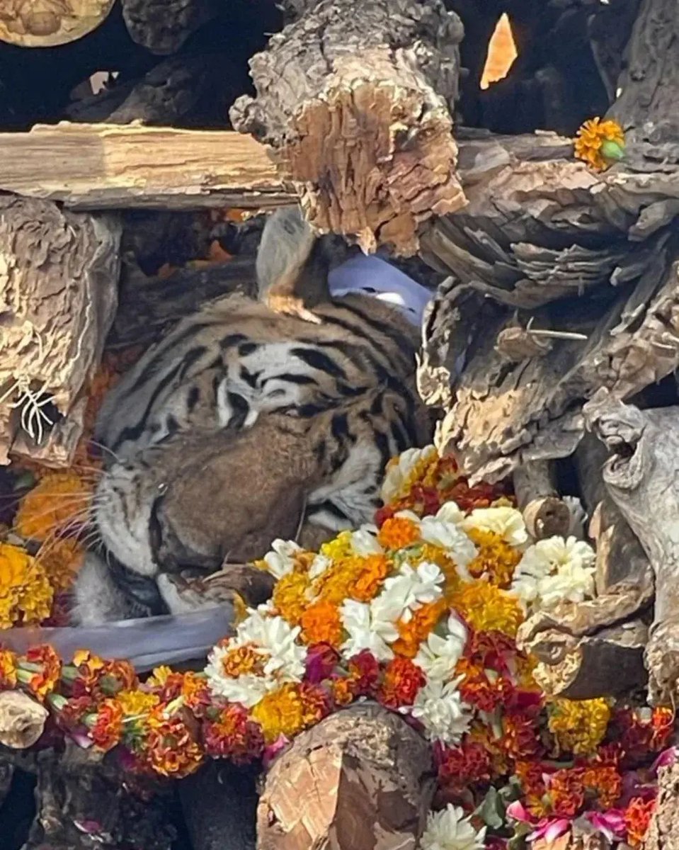 A cremation funeral held for a tiger named "Collarwali" who had given birth to 29 cubs throughout her life in 8 litters. She lived in the Pench Tiger Reserve in India and died at the age of 16.