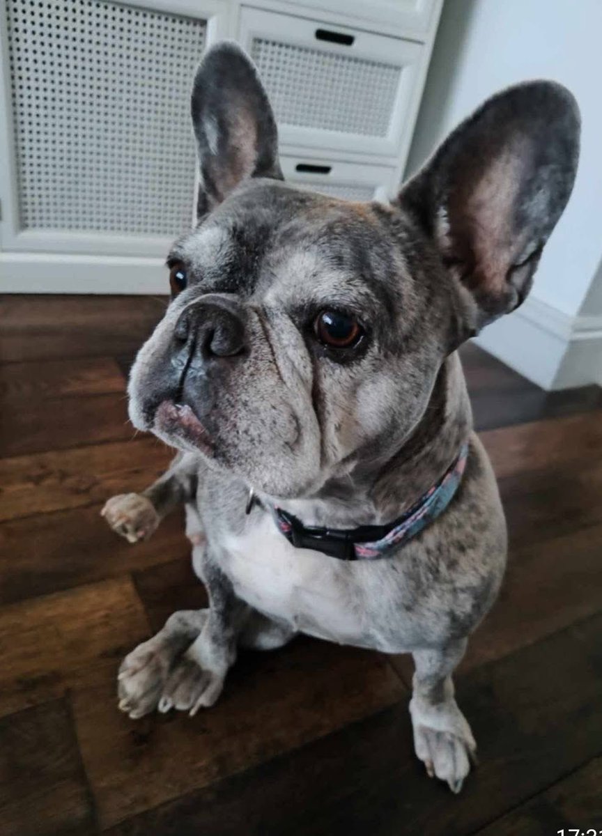 Litsa, Laura and Jasper 😊 tweet media