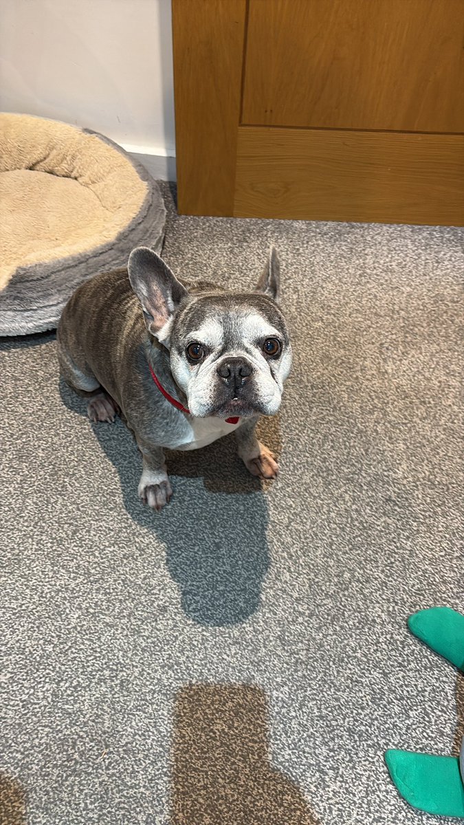 Litsa, Laura and Jasper 😊 tweet media